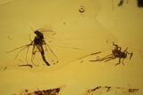 Three Fossil Flies (Diptera) In Baltic Amber #109426-3